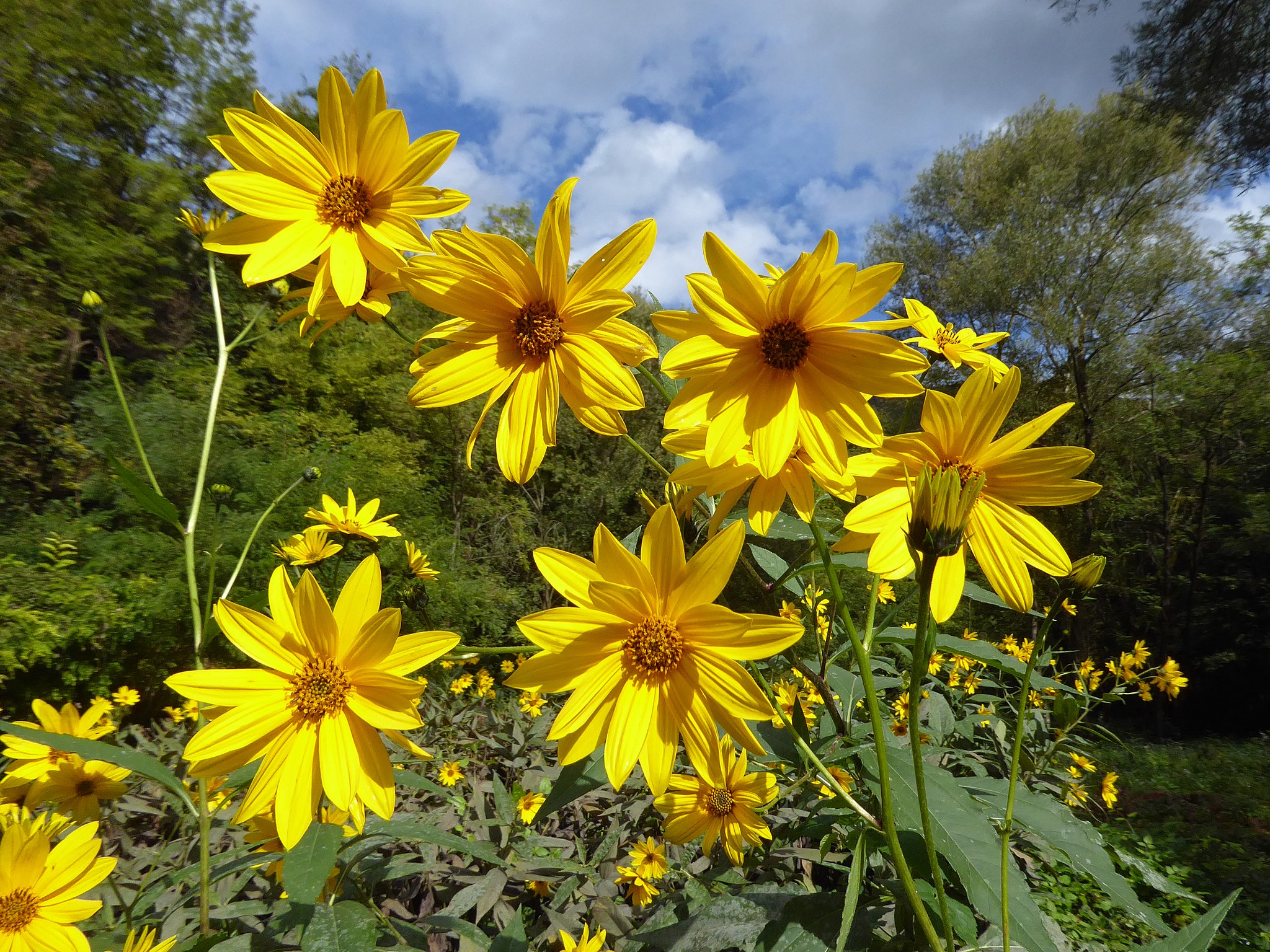 Topinambur (Helianthus tuberosus) NEXUS Citizen Science Luxemburg
